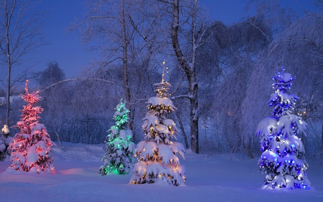 Snowy lit trees, winter, Canada