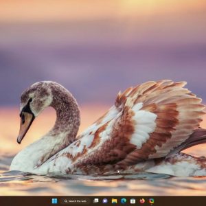Windows 11 Insider Preview Build 25158 introduces a large Search the Web shortcut on the Taskbar